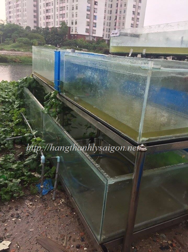 THANH LÝ HỒ CÁ NHÀ HÀNG GIÁ RẺ